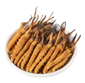 Cordyceps