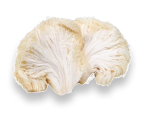 Paddestoelen