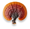 Reishi