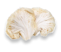 Lion's mane