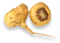 Adaptogenen